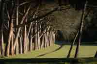 Allee