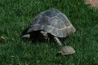 Schildkr&ouml;ten