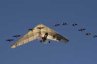 flug mit den g&auml;nsen