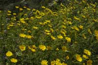 Bl&uuml;ten