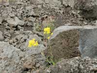 lava Bl&uuml;ten