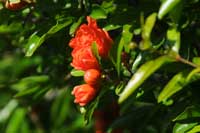 Granatapfelbl&uuml;te