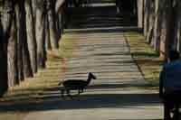 Allee