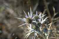 Distel