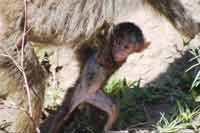 Baby Pavian