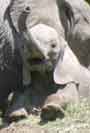 Baby Elefant