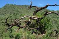 Baum