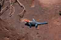 Lizard