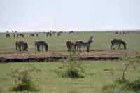 Tiere