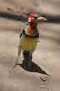 Vogel