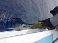 Marlin