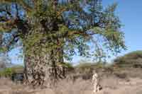 Baobab