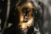 Bienenstock