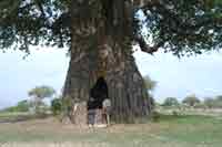Baobab