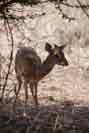 Dikdik