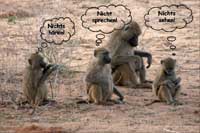 Drei Affen