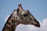Giraffe