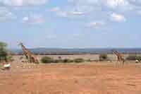 Giraffen auf dem Flugfeld