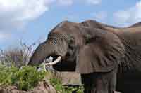 Elefant