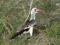 Tucan