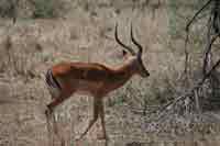 Impala