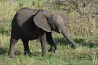 kleiner Elefant