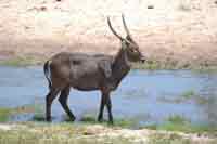 Wasserbock