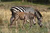 Zebras