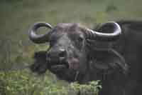Buffalo