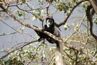 Colobus