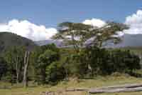 Fevertree