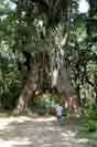 Figtree