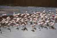 Flamingos