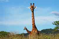 Giraffe