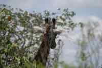 Giraffe