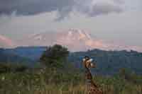 Kili mit Giraffe