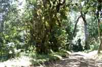 Regenwald