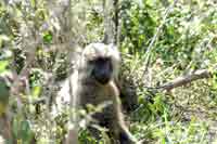 Vervet