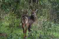 Wasserbock