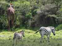 Zebras
